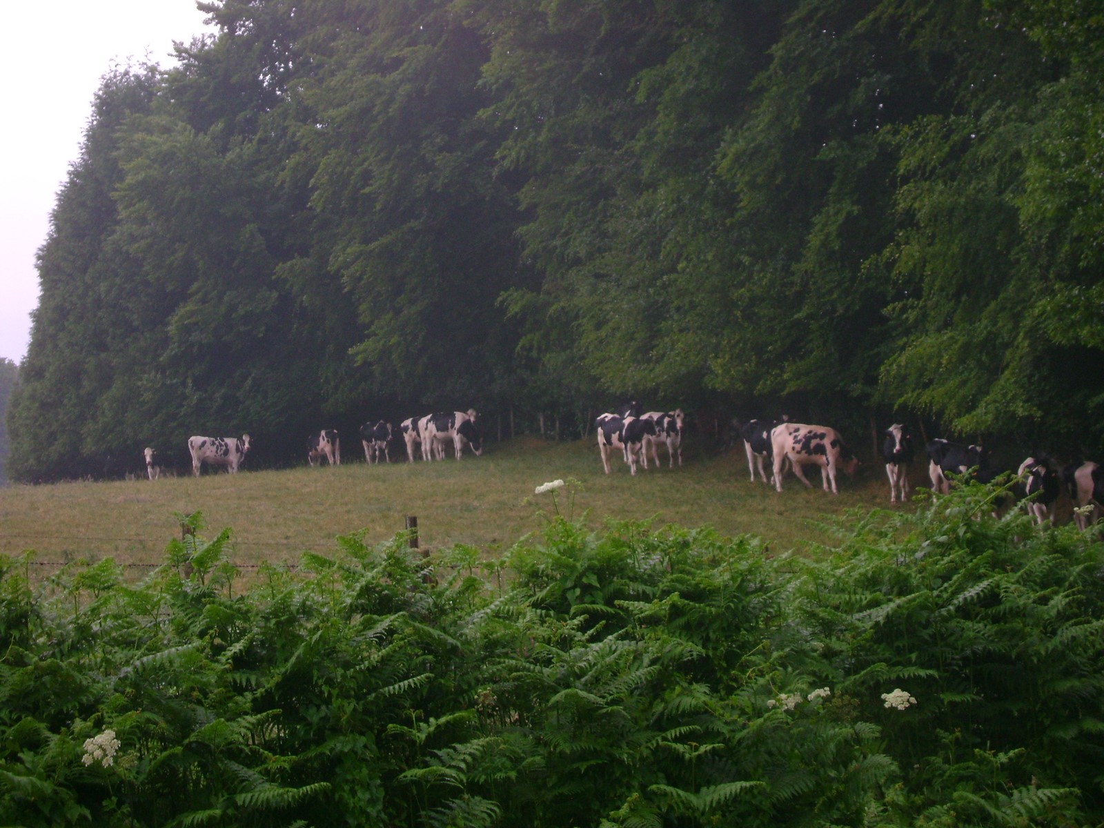 Des vaches à l'abri de la pluie